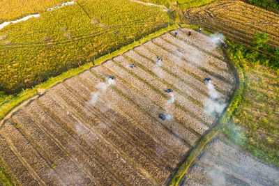 High angle view of vineyard