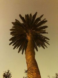 Low angle view of palm tree against clear sky