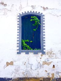 Low angle view of tree and house