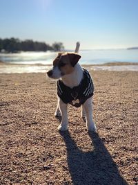 Dog looking away on beach