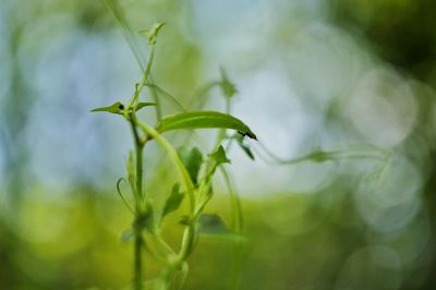 Close-up of fresh green plant