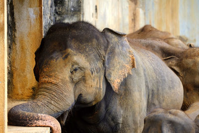 Elephant in pinnawala elephant orphanage sri lanka