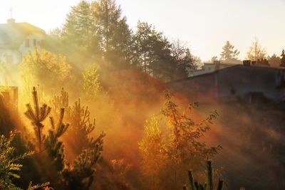 View of golden sun rays in autumn environment