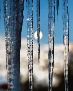 Close-up of icicles on tree trunk during winter