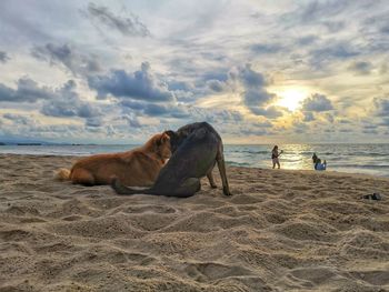 View of a horse on beach