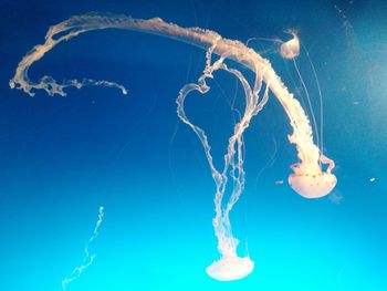 Close-up of jellyfish in water