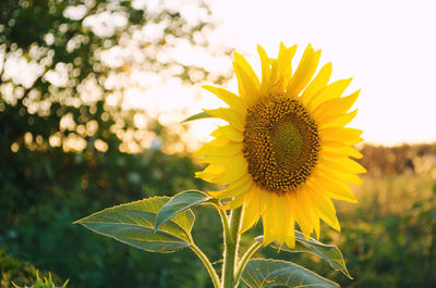 Beautiful young sunflower growing in a field at sunset. agriculture and farming. agricultural crops.