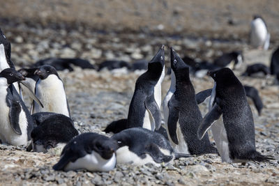 Group of adélie penguins at sunny day in breeding colony in the antarctica