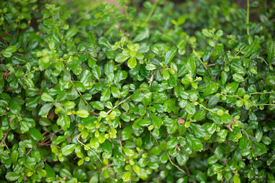 Full frame shot of fresh green plants