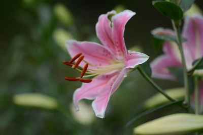 Close-up of pink lily growing outdoors