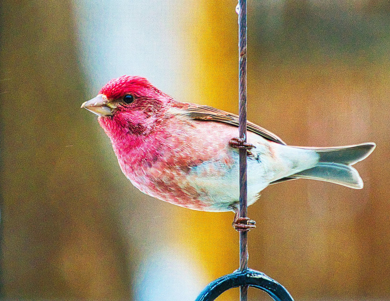 CLOSE-UP OF A BIRD PERCHING ON WOODEN SURFACE