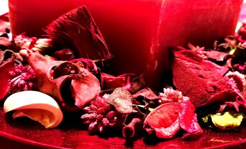 Close-up of red flowers