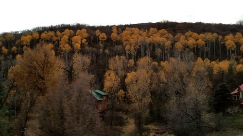 Trees in forest against sky