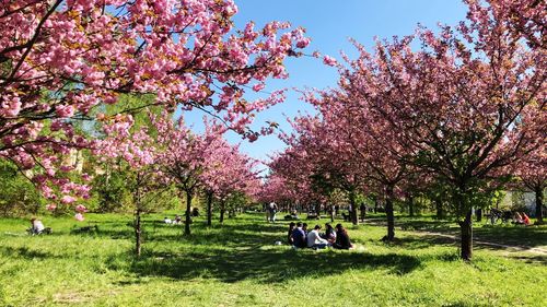 View of cherry blossom trees in park