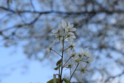 Low angle view of flowers blooming on tree