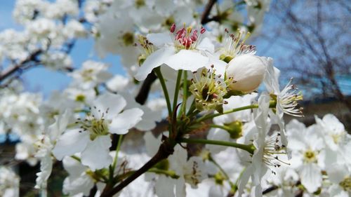 Close-up of white flowers blooming in park