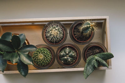 Directly above shot of potted plant on table