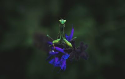 Close-up of purple flowers blooming outdoors