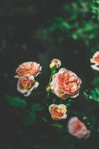 Close-up of rose bouquet