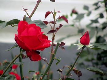 Close-up of red flowers