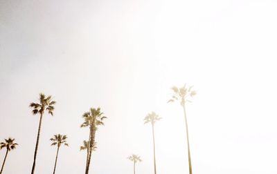 Low angle view of palm trees against clear sky