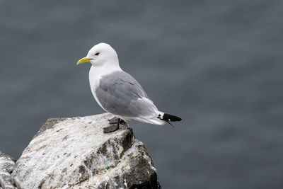 Close-up of seagull perching on rock