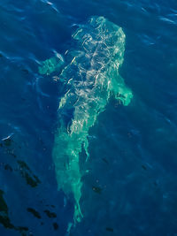 High angle view of fish swimming in sea