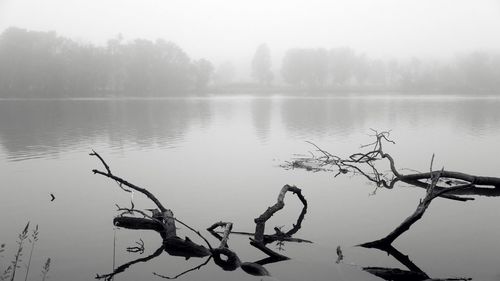 Reflection of trees in lake