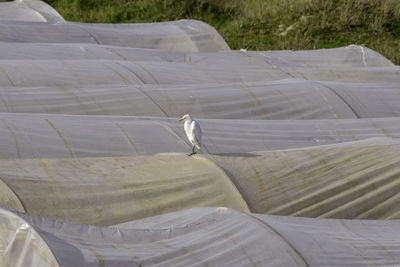 High angle view of bird flying over land