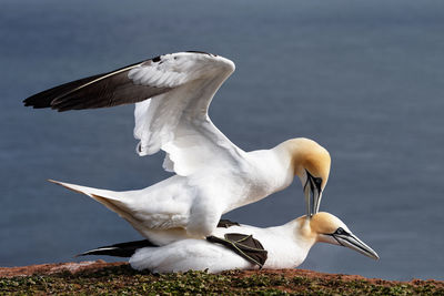 Gannets mating on the cliffs of the german north sea island helgoland