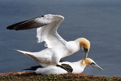 Gannets mating on the cliffs of the german north sea island helgoland