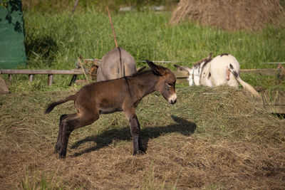 Baby donkey pee