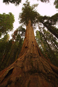 Low angle view of trees in forest