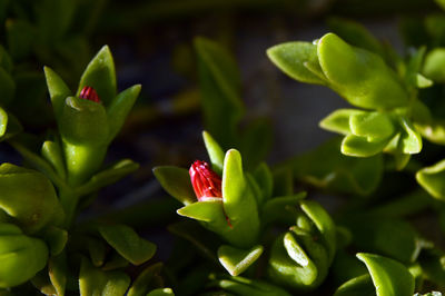 Close-up of red flowering plant