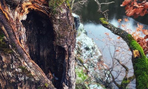 Close-up of moss growing on tree trunk