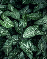 Full frame of tropical leaves texture background.