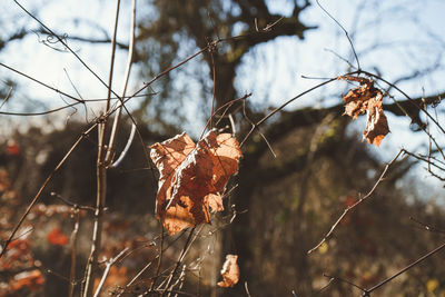 Close-up of dried autumn leaves on field