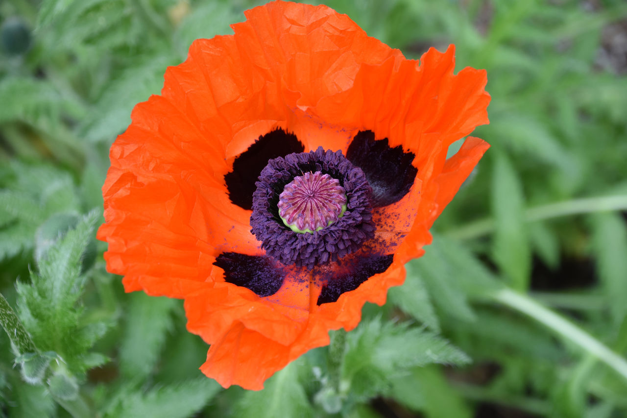 plant, poppy, flower, flowering plant, freshness, beauty in nature, nature, flower head, close-up, petal, growth, orange color, inflorescence, fragility, no people, food, macro photography, vegetable, outdoors, plant part, calendula, leaf, green, food and drink, day, botany, multi colored, wildflower