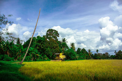 Scenic view of agricultural field against sky