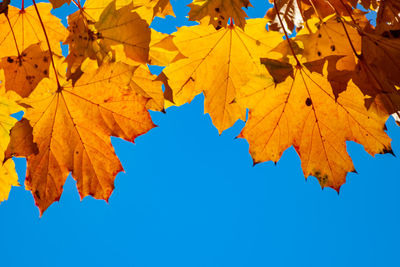 Low angle view of maple leaves against clear blue sky