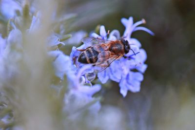 Close-up of honey bee pollinating on purple flower