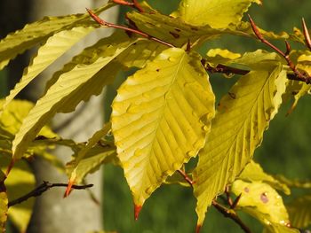 Close-up of leaves on branch