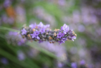 Close-up of purple flowering plant