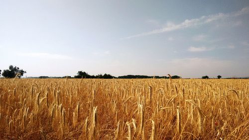 Scenic view of wheat field against sky