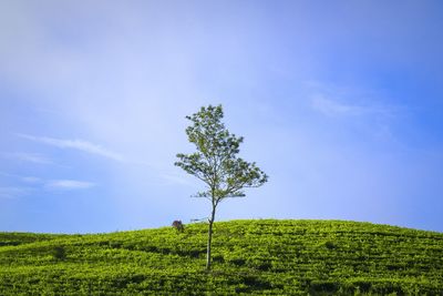 Plants on landscape against sky