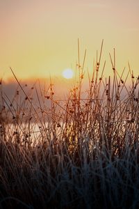 Close-up of wheat field against sky during sunset