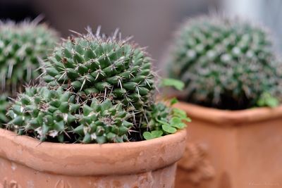 Cactus potted plants in yard