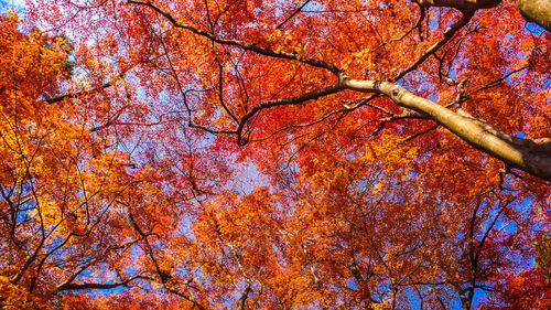 Low angle view of tree during autumn