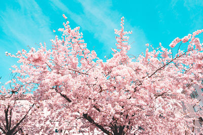 Low angle view of pink flowering tree