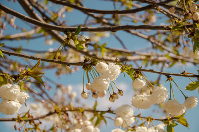 Cherry blossoms in spring